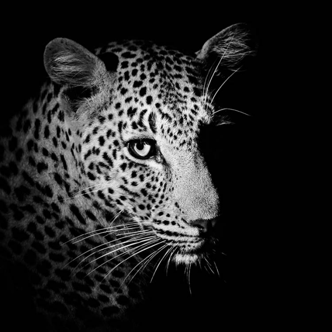 Leopard Close Up Poster / Zwart wit bij Desenio AB (3857)