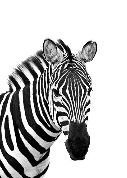 Zebra From Side Poster / Zwart wit bij Desenio AB (3891)