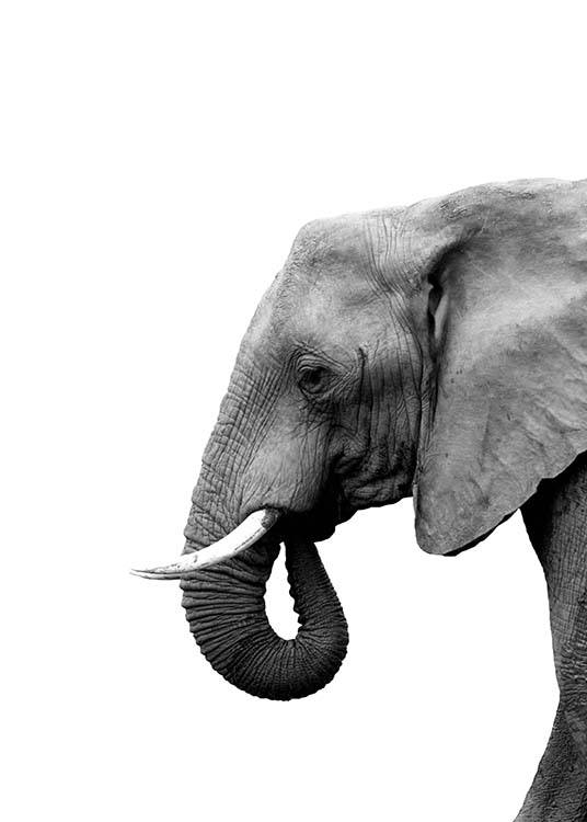 Elephant From Side Poster / Zwart wit bij Desenio AB (3893)