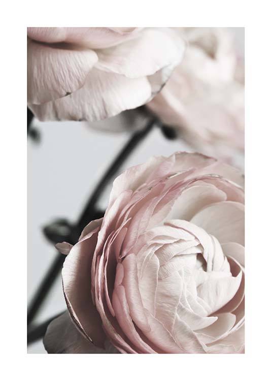 Pink Ranunculus Two Poster / Fotokunst bij Desenio AB (3924)