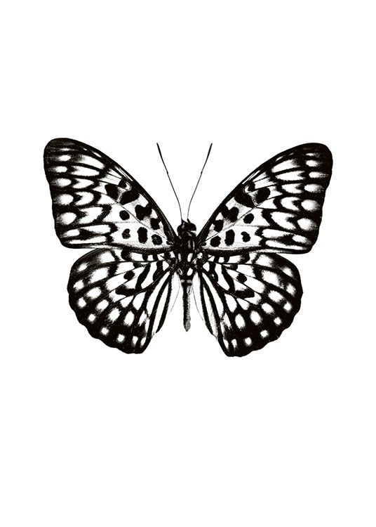 Butterfly Black And White, Poster / Insecten en dieren bij Desenio AB (7591)