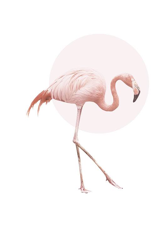 Illustrated Flamingo, Poster / Insecten en dieren bij Desenio AB (7826)