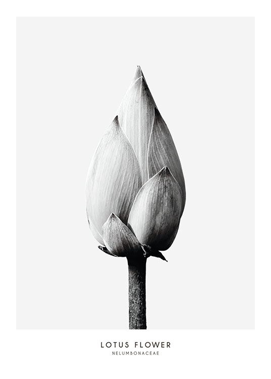 Lotus Flower, Poster / Botanisch bij Desenio AB (7936)