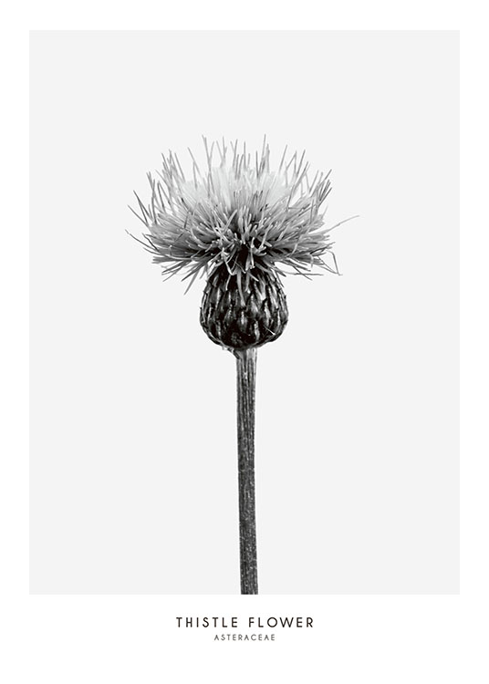 Thistle Flower, Print / Zwart wit bij Desenio AB (7937)