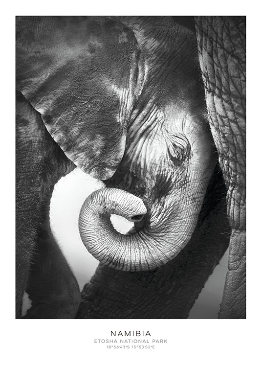 Elephant, Poster  / Vintage bij Desenio AB (7948)