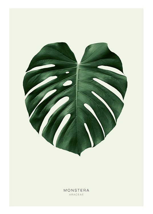 Green Monstera, Posters / Botanisch bij Desenio AB (8147)