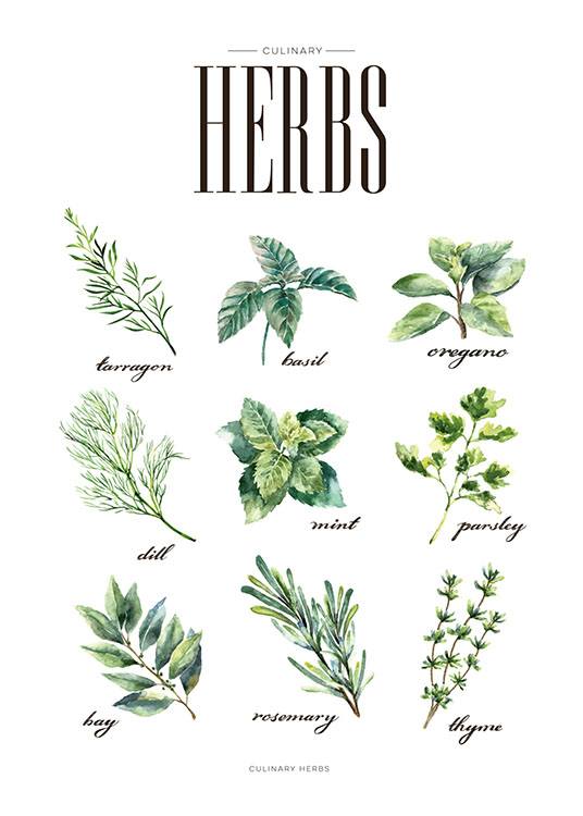 Herbs Green, Posters / Keuken posters bij Desenio AB (8230)