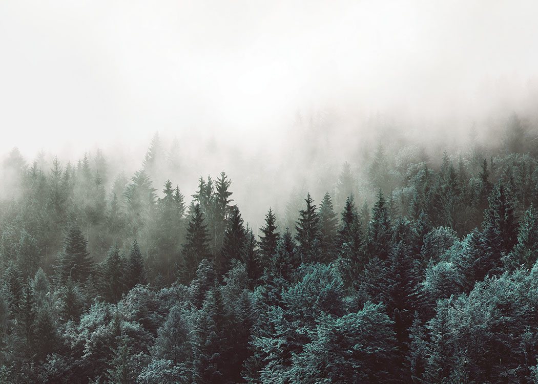  – Foto van een mistig boslandschap met boomtoppen waar mist overheen hangt