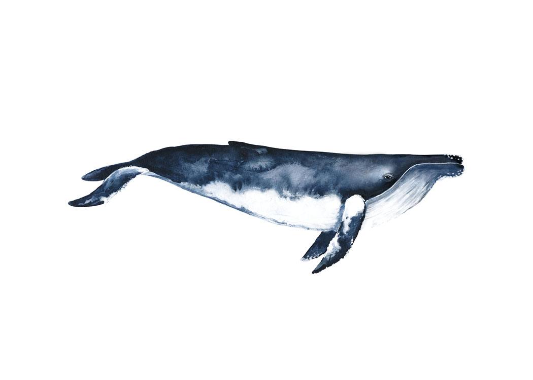 Humpback Whale, Posters / Illustraties bij Desenio AB (8416)
