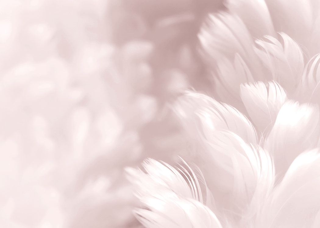 Fluffy Pink Feathers, Posters / Fotokunst bij Desenio AB (8512)