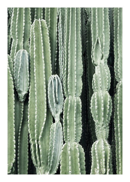 Cactus, Posters / Fotokunst bij Desenio AB (8539)