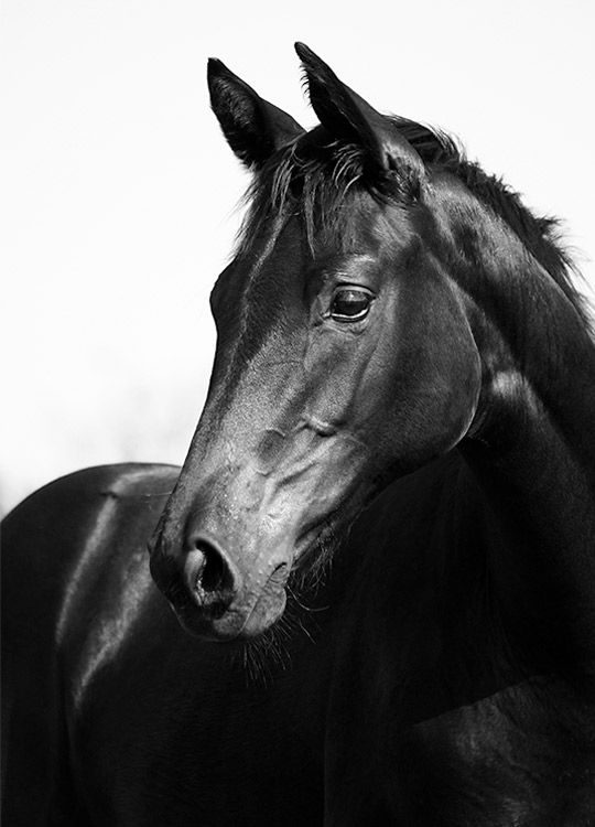 Black Stallion, Posters / Fotokunst bij Desenio AB (8575)