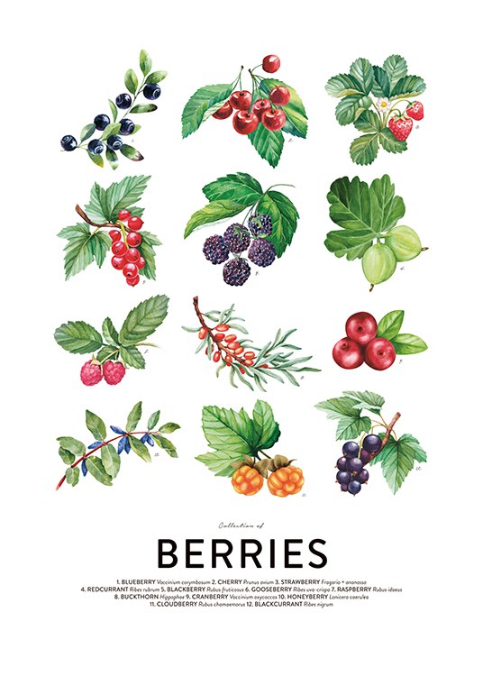 Berries, Posters / Keuken posters bij Desenio AB (8591)