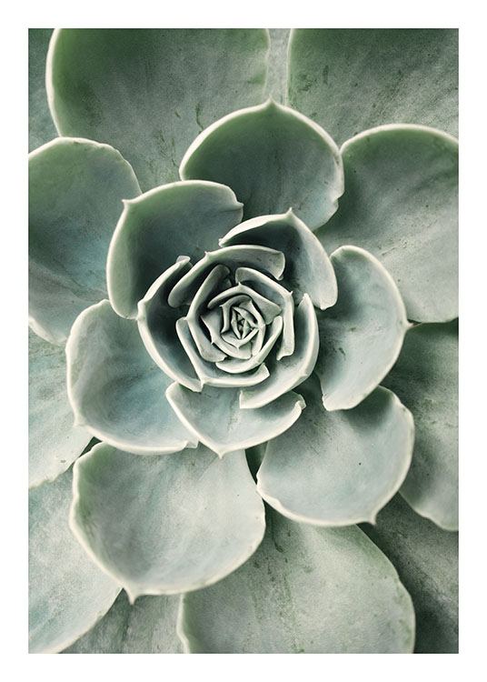  – Foto van het midden van een groene vetplant met ronde bladeren die op een bloem lijken