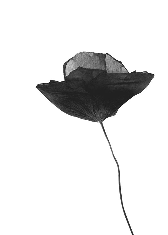 Black Poppy Flower, Poster / Bloemen bij Desenio AB (8629)