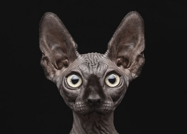 Sphynx Cat Poster / Fotokunst bij Desenio AB (8684)