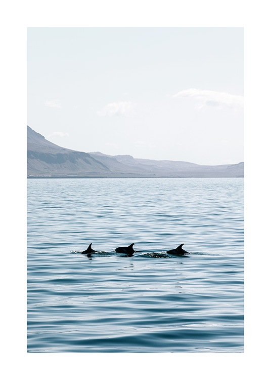  - Foto van drie dolfijnen in open water met bergen op de achtergrond